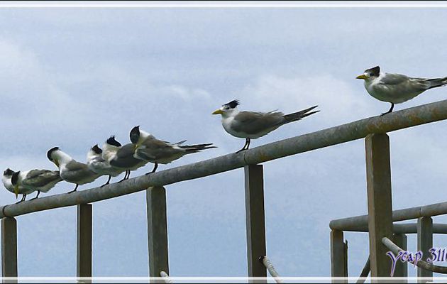 Brochette de Sternes huppées, Greater Crested Tern (Thalasseus bergii) - Huahine - Polynésie française