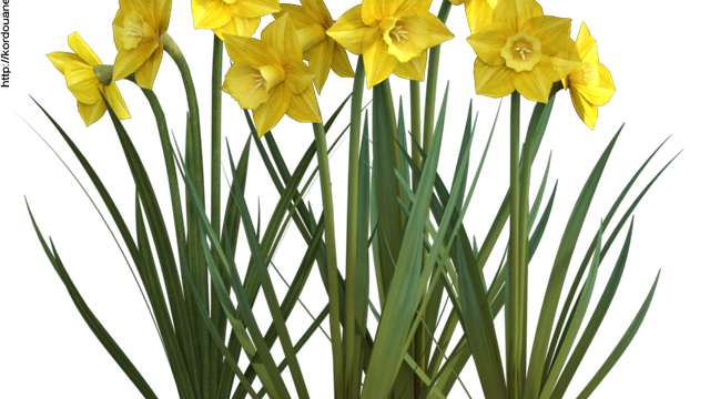 Tube de fleurs "Jonquilles" (render-image)
