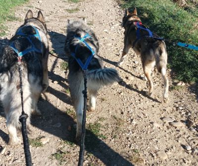 Reprise des entraînements - cani-cross