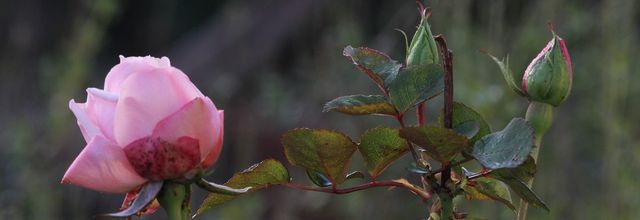 Rose de Noël