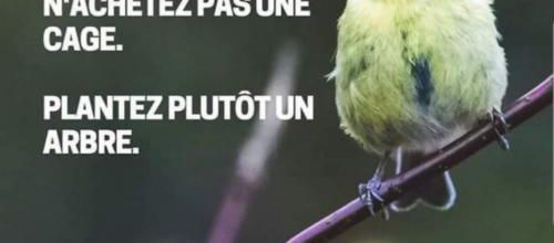 Si vous voulez entendre les oiseaux chanter...