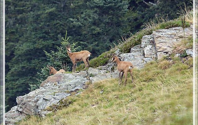 Isards - Artigue - 31