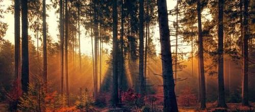Chant d'automne...
