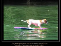 Jack Russell terrier très sportive !!!!!