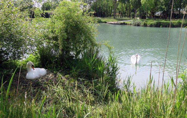 un couple de cygne - défi