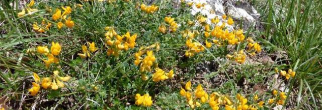 Coronilla minima  - petite coronille