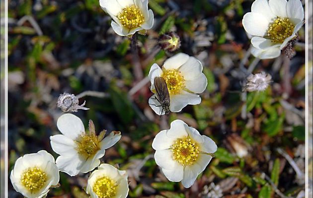 Dryade à feuilles entières, Mountain avens, Malikkaat (Dryas integrifolia) et son moucheron - Dundas Harbour - Devon Island - Nunavut - Canada