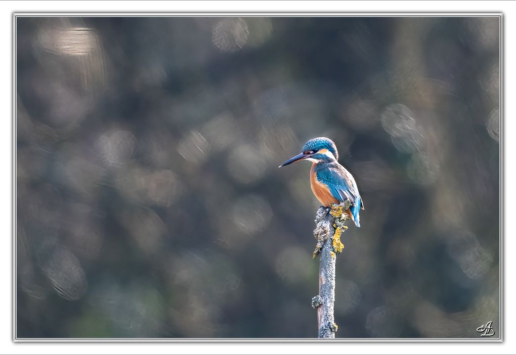 04 - Oiseaux