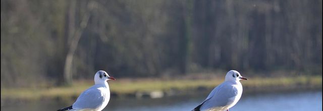 Rambouillet : Les mouettes rieuses s'installent pour l'hiver