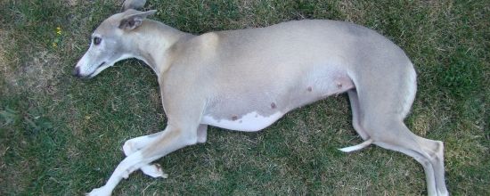 Blue, pleine de 1 mois...et en pleine forme!