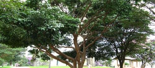 Un bel arbre tropical...