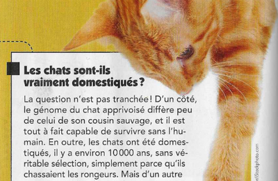 .... chat domestiqué?