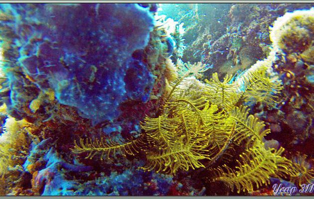 Comatule de Schlegel jaune (Comaster schlegelii) - Dega Thila - Atoll d'Ari - Maldives