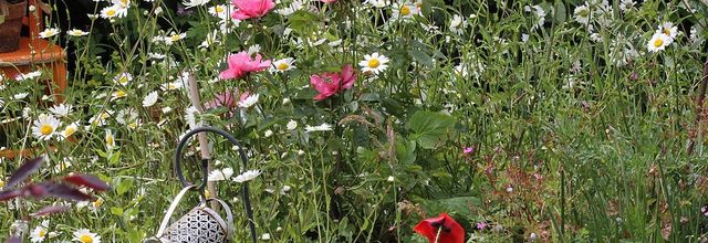 Roses et compagnie