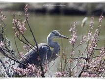 Héron cendré - Ardea cinerea - Pélécaniformes
