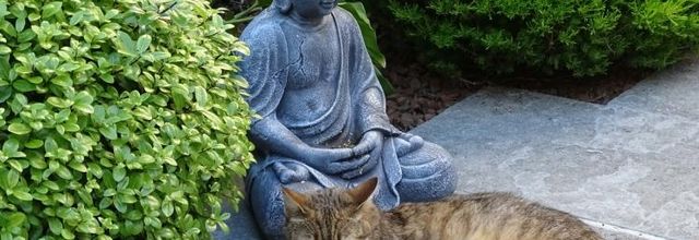 Dimanche c'est Quya et Chat Blanc