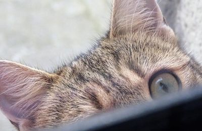 Dimanche c'est chat et promenade à Paris