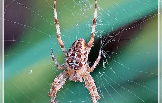 Araignée Epeire diadème (Araneus diadematus) - Lartigau - Milhas - 31