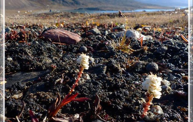 Flore à Dundas Harbour - Devon Island - Baffin Bay - Nunavut - Canada