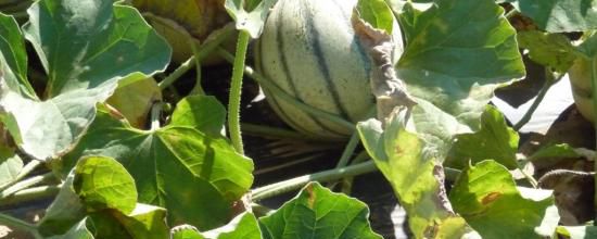 Les agriculteurs martiniquais préoccupés par un carême trop pluvieux.