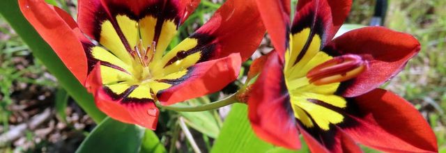 Nos fleurs du jardin - 4