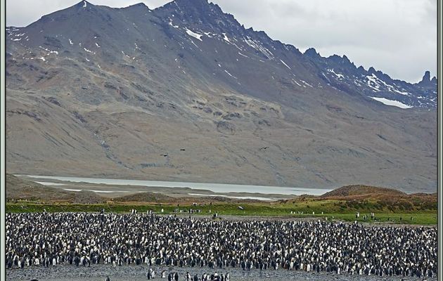 La balade pour aller observer la colonie de Manchots royaux valait vraiment la peine malgré la pluie qui s'annonce ! - Whistle Cove - Fortuna Bay - Géorgie du Sud