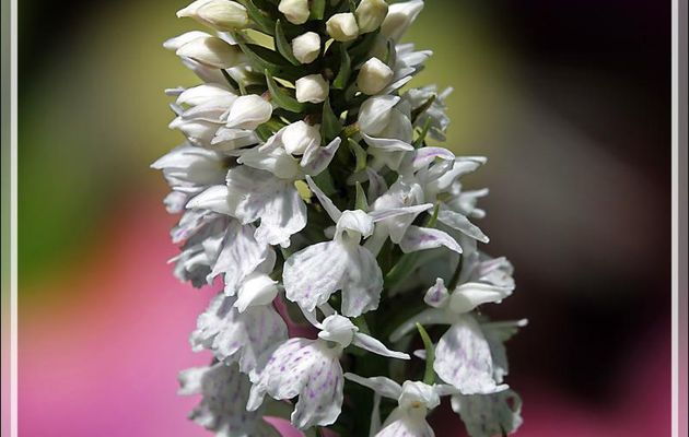 Orchis tacheté, Dactylorhize tacheté, Orchis maculé (Dactylorhiza maculata) spécimen blanc - Lartigau - Milhas - 31