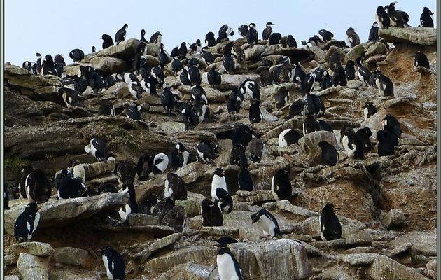 Les Gorfous sauteurs partagent leur falaise avec les Cormorans impériaux - Saunders Island - Falkland Islands, Iles Malouines, Islas Malvinas
