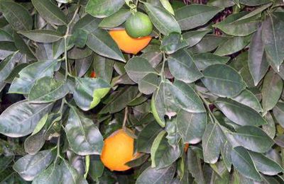 Parfum d'oranges : ma déclaration d'amour