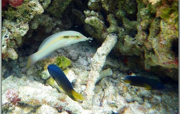 Demoiselle bleue et jaune (Pomacentrus caeruleus) et Labre zigzag femelle (Halichoeres scapularis) - Bird Island - Seychelles