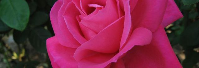 ROSE DE JUILLET