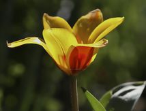Tulipe