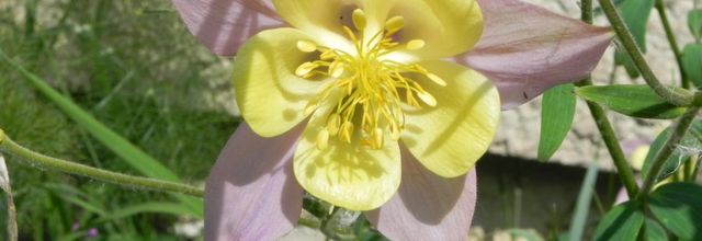 quelques fleurs pour toi ...