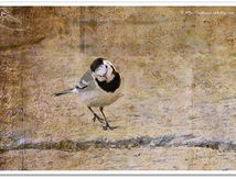 Bergeronnette grise - Motacilla alba