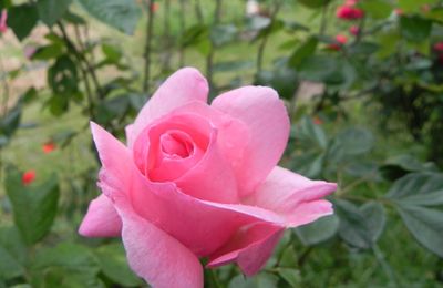 fleur de rosier , la rose