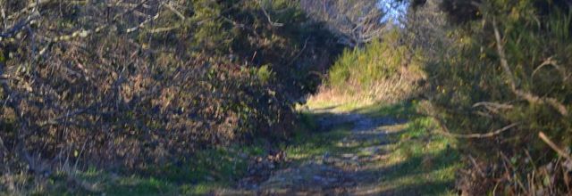  Armorique balade   ( la promeneuse )