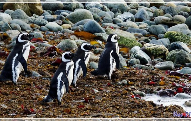Et pour en terminer avec les Manchots de Magellan : leur baignade - Île Magdalena - Patagonie - Chili