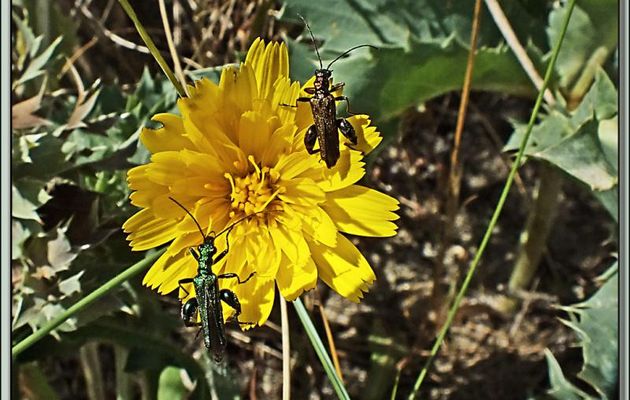 Oedémères mâles aux grosses cuisses - La Couarde-sur-Mer - Ile de Ré - 17