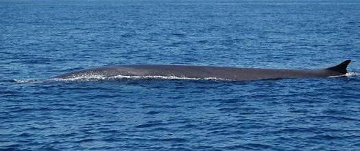La baleine bleue