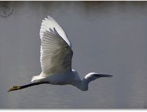 Aigrette garzette - Egretta garzetta