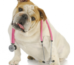 L’universalisme canin