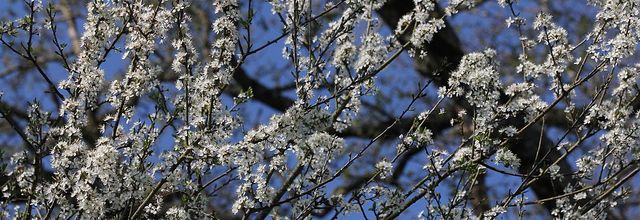 Blancs et jaunes, les arbustes à fleurs de mars au jardin