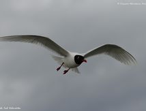 Mouette mélanocéphale