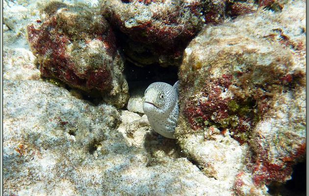 Murène poivrée (Gymnothorax pictus) - Bird Island - Seychelles