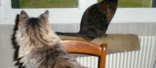 Chats à la fenêtre