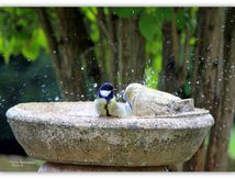 Au bain .... "les petits" !