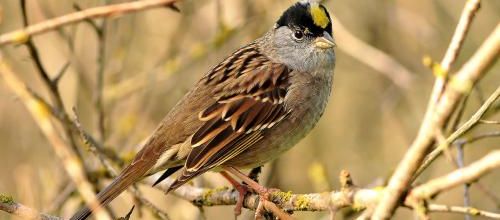 Une tache jaune sur la tête des Bruants à couronne dorée
