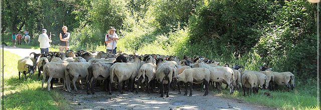 850 - Transhumance, en Finistère (29)