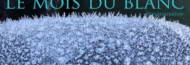 Le mois du blanc