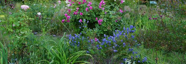 Le massif des roses a 3 ans